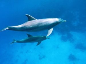 Dolphin House Hurghada